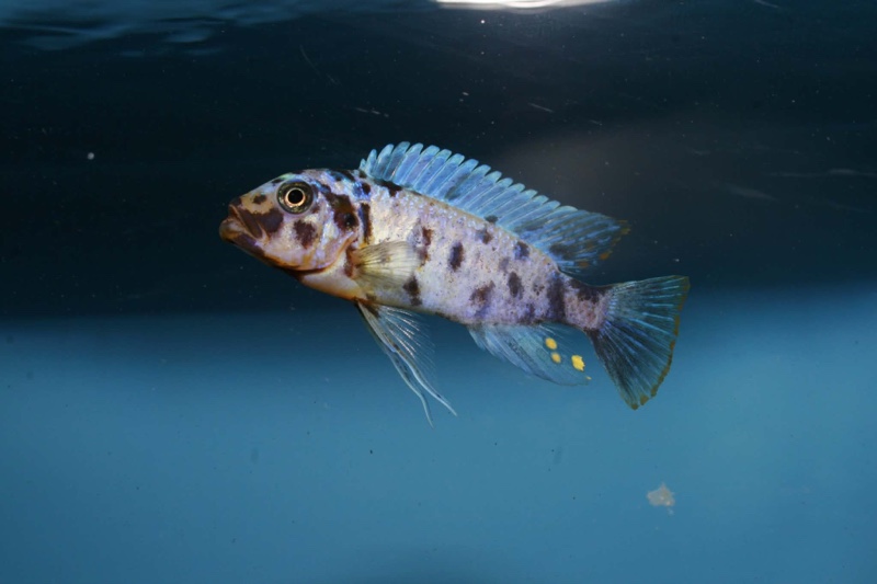 Maylandia fainzilberi 'Iwela'